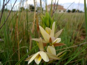 Eulophia bainesii