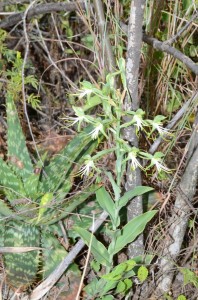 Bonatea antennifera