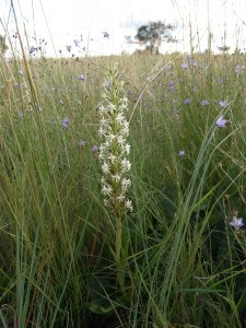 Habenaria caffra