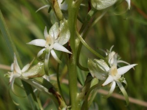 Habenaria caffra