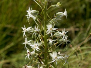 Habenaria caffra