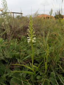 Habenaria caffra