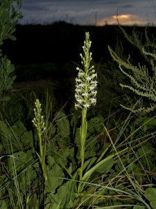 Habenaria caffra