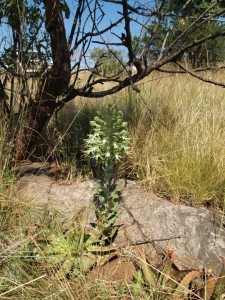 Bonatea antennifera