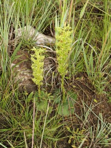 Habenaria lithophila