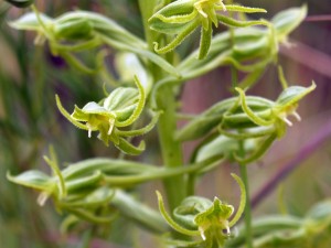 Habenaria lithophila