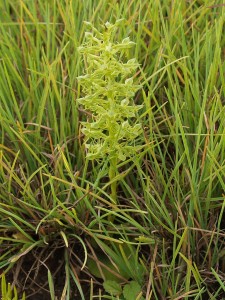 Habenaria lithophila