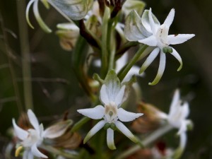 Habenaria caffra