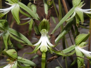 Bonatea antennifera