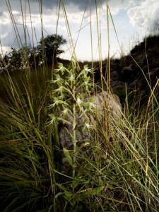 Bonatea antennifera