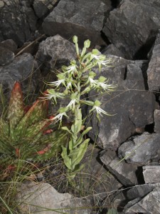 Bonatea antennifera