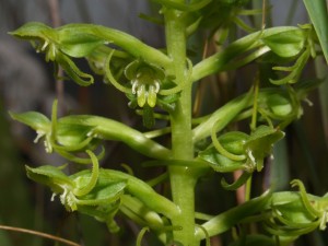 Habenaria lithophila