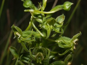 Habenaria lithophila