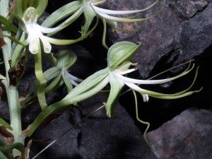 Bonatea antennifera