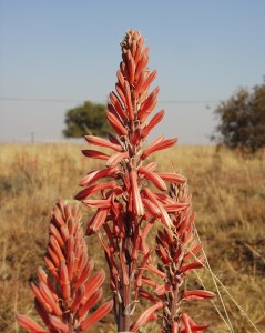 Aloe greatheadii var. davyana