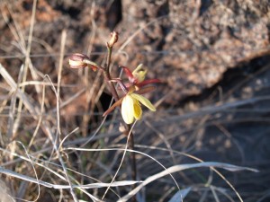 Eulophia inaequalis