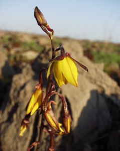 Eulophia inaequalis