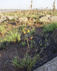 Eulophia inaequalis