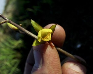 Eulophia inaequalis