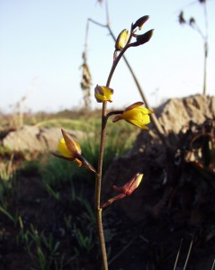 Eulophia inaequalis