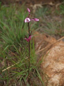 Eulophia hians