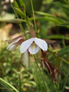 Eulophia ovalis