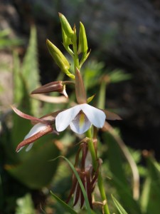 Eulophia ovalis