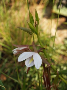 Eulophia ovalis