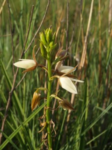 Eulophia bainesii