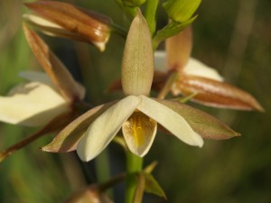 Eulophia bainesii