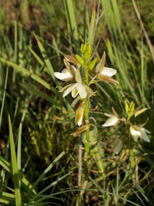 Eulophia bainesii