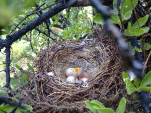 A Southern Fiscal nest with the first hatchling