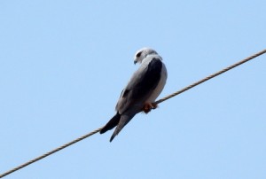 Black-shouldered Kite