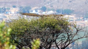 An Adult Black-chested Snake-Eagle landing on its nest