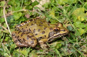 ‘I am a River Frog, yes, but COMMON? Not me! Er … well, okay then…’