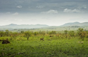 Steenbok