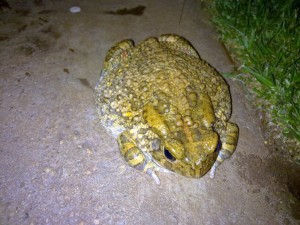 ‘What the heck … keep that flashlight out of my eyes!’ Guttural Toad