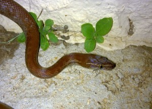 Brown House Snake