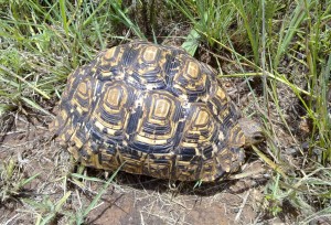 ‘Hmmm… nothing much to eat in this spot…’ Leopard Tortoise