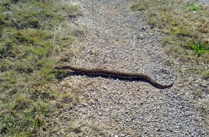 Puff Adder