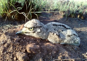 A Spotted Thick-knee chick
