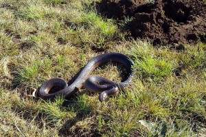 Mole Snake