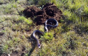 Mole Snake