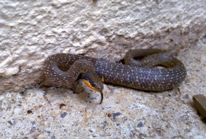 Red Lipped Snake