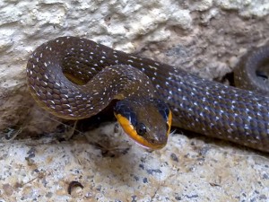 Red Lipped Snake