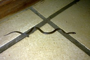 Brown House Snake