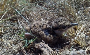 A slightly older Crowned Lapwing chick