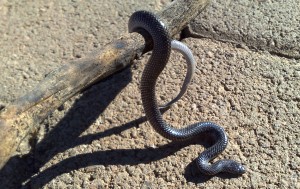 Common Wolf Snake