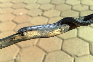 Common Wolf Snake