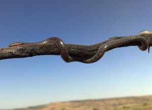 Common Wolf Snake